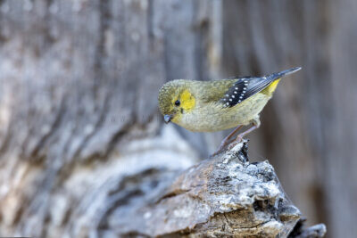 Forty-spotted Pardalote - Male5
