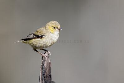 Forty-spotted Pardalote - Male6