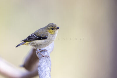 Forty-spotted Pardalote - Side