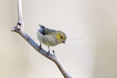 Forty-spotted Pardalote1