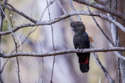 Glossy Black-cockatoo - Male.2
