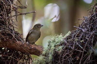 Golden Bowerbird - Juvenile Male
