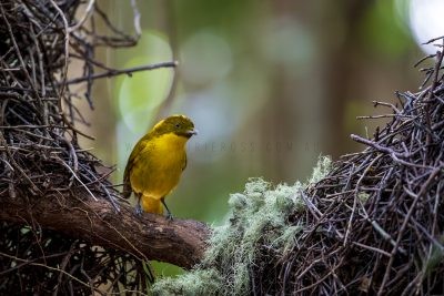 Golden Bowerbird - Male at Bower (Amblyornis newtoniana).1