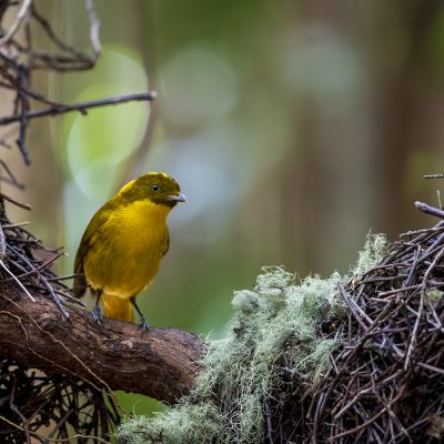 Bowerbirds and Birds-of-Paradise