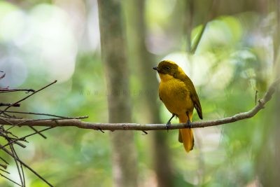 Golden Bowerbird - Male.5