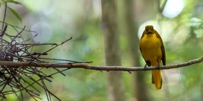 Golden Bowerbird - Panoramic