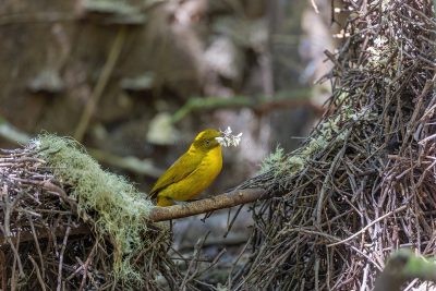 Bowerbirds and Birds-of-Paradise