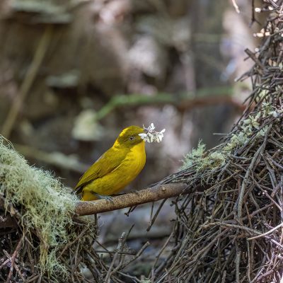 Bowerbirds and Birds-of-Paradise