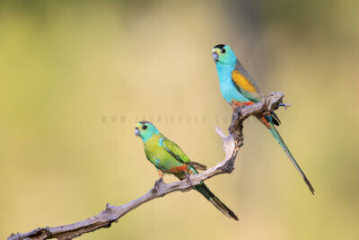 Golden-shouldered Parrot - Adult and First Year Male