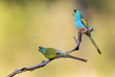 Golden-shouldered Parrot - Adult & Juvenile Male