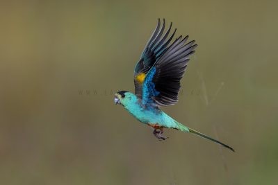 Golden-shouldered Parrot - Male Take Off