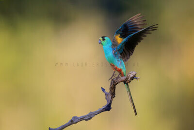 Golden-shouldered Parrot - Male taking off