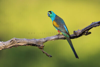 Golden-shouldered Parrot - Male3