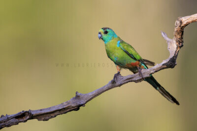 Golden-shouldered Parrot - Sub Adult Male