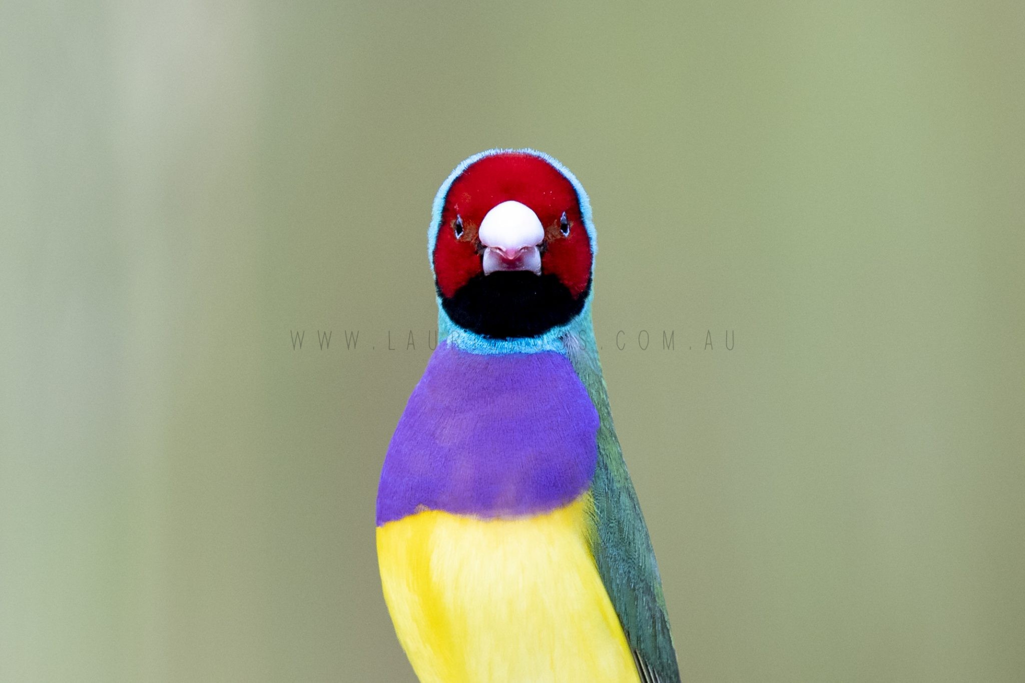 Gouldian Finch - Profile