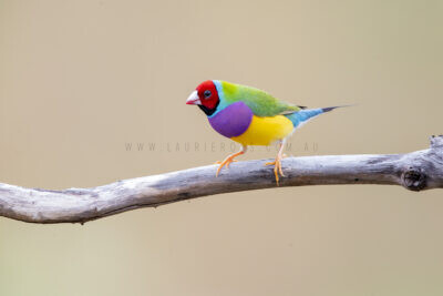 Gouldian Finch - Male Red-face