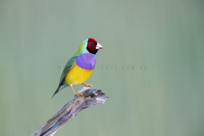 Gouldian Finch - Male Red-faced