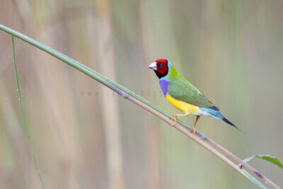 Gouldian Finch - Male red-faced