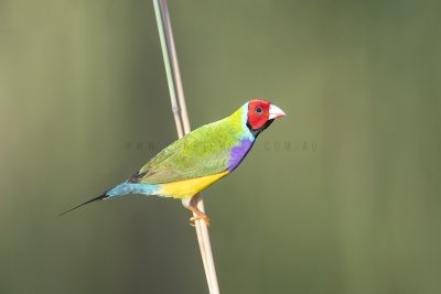 Gouldian Finch - Male Red-faced Dorsal View
