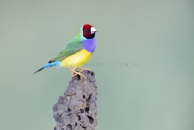 Gouldian Finch - Male Red-faced on Termite Mound