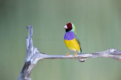 Gouldian Finch - Male Red-faced.1