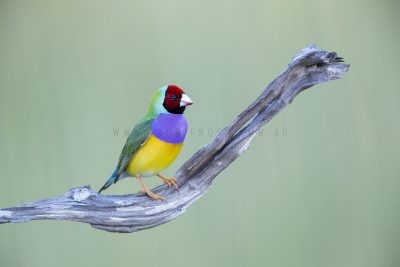 Gouldian Finch - Male Red-faced.3