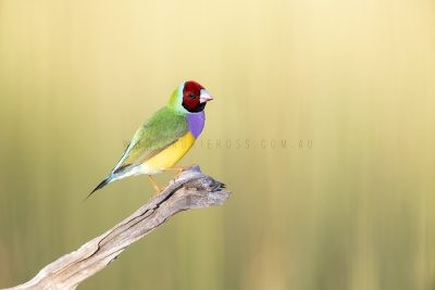 Gouldian Finch - Male Red-faced.4