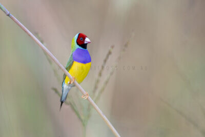 Gouldian Finch - Male red-faced4