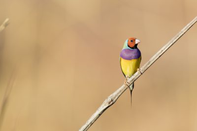 Gouldian Finch - Red-faced Male  (Erythrura gouldiae)