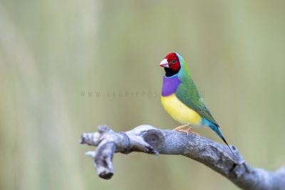 Gouldian Finch - Red-faced Male