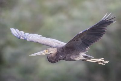 Great-billed Heron - In Flight (Ardea sumatrana)