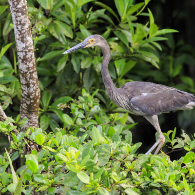 Herons, Egrets and Bitterns