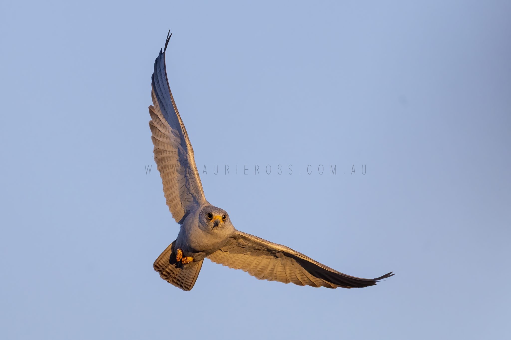 Grey Falcon - Female in flight