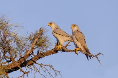 Falcons, Hawks, Eagles, Osprey and Kites