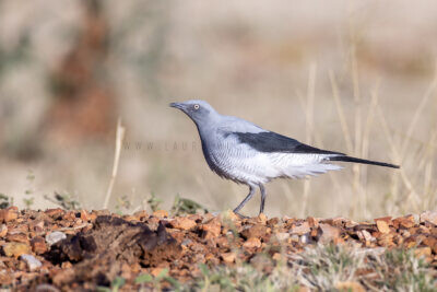 Ground Cuckoo-shrike - Adult4