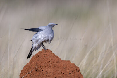 Ground Cuckoo-shrike - Adult8
