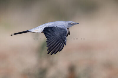 Ground Cuckoo-shrike - In Flight2