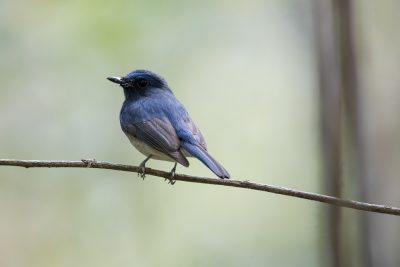 Hainan Blue Flycatcher - Male (Cyornis hainanus)