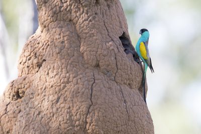 Hooded Parrot - At Nest (Psephotus dissimilis)