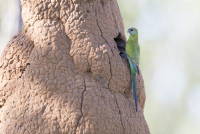 Hooded Parrot - Female at Nest (Psephotus dissimilis)