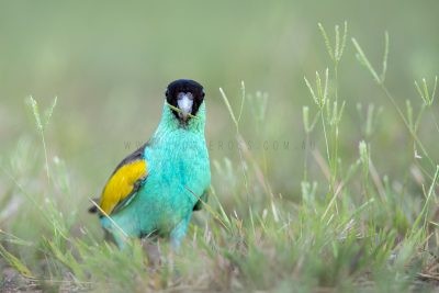 Hooded Parrot - Male.