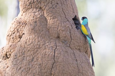 Hooded Parrot - Male at Nest (Psephotus dissimilis).
