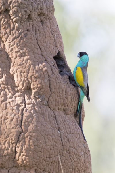 Hooded Parrot - Male at Nest (Psephotus dissimilis)