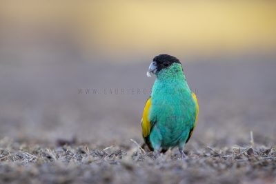 Hooded Parrot - Male (Psephotus dissimilis).1