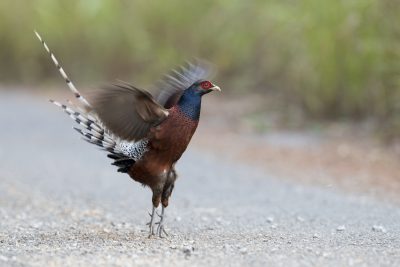 Hume's Pheasant - Male (Syrmaticus humiae)