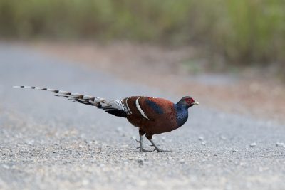 Hume's Pheasant - Male (Syrmaticus humiae).