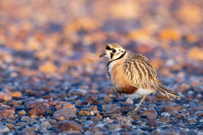Inland Dotterel - Adult Male