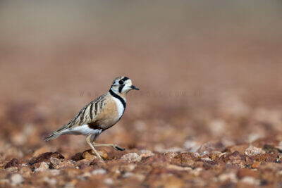 Inland Dotterel - Adult Male.1