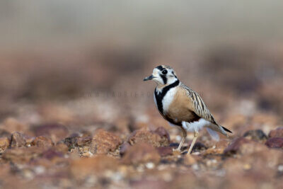Inland Dotterel - Adult Male.2