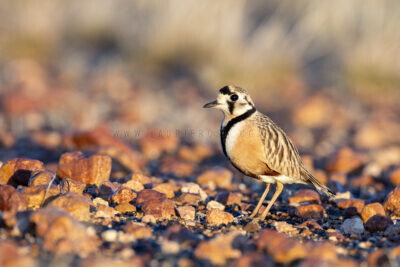 Inland Dotterel - Adult Male4